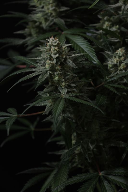 Instagram Banana Cherry Cookies Auto
