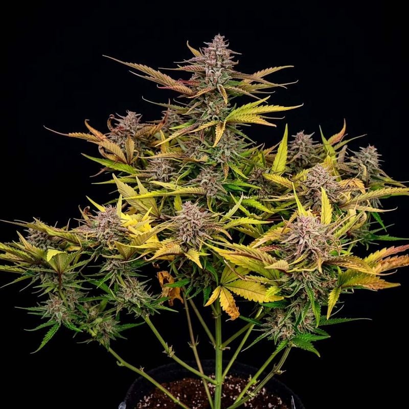 Instagram Lemon Tree Auto