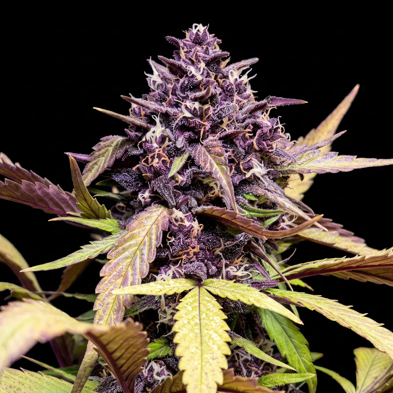 Instagram Purple Lemonade Auto RF3