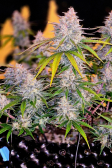 Instagram Gorilla Punch Auto