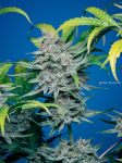 Instagram Strawberry Pie Auto