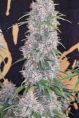 Instagram Banana Purple Punch Auto