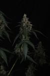 Instagram Banana Cherry Cookies Auto™