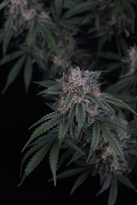 Instagram GMO Auto