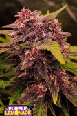 Instagram Purple Lemonade Auto