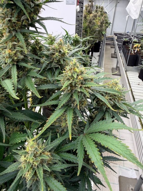 Instagram White Widow Auto