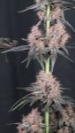 Instagram Mango Cherry Runtz Auto™