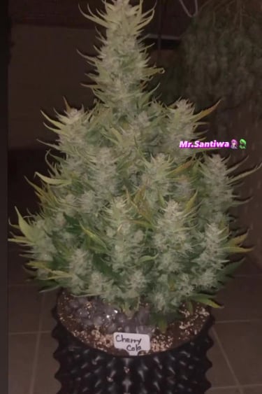 Cherry Cola Auto