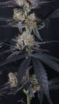 Instagram Guava Runtz Auto™