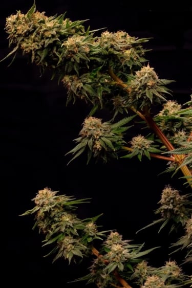 Instagram Orange Sherbet FF