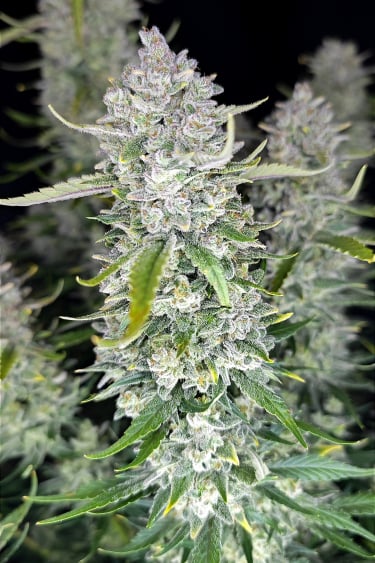 Instagram Papaya Cookies Auto