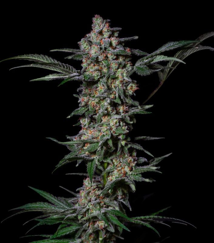 Instagram Mix Pack FF