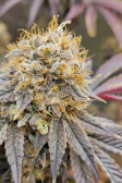 Instagram Papaya Sherbet™