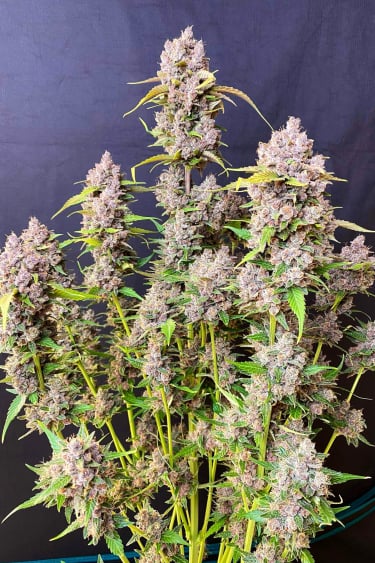 Instagram Banana Purple Punch Auto