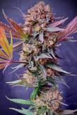 Instagram Purple Lemonade FF
