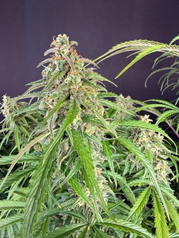 Instagram Jack Herer Auto