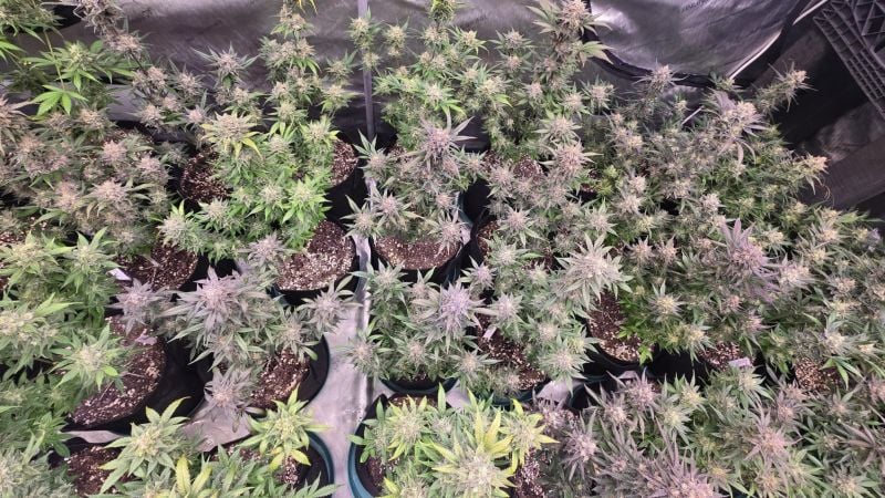 Instagram Sundae Frost Auto
