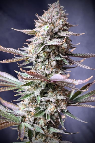 Instagram Orange Sherbet FF