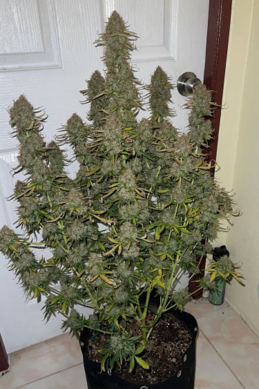 Instagram Lemon Pie Auto