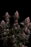 Instagram Purple Lemonade FF