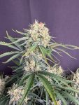 Instagram White Widow Auto