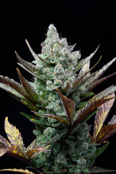 Instagram Wedding Glue Auto