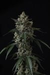 Instagram Banana Cherry Cookies Auto™