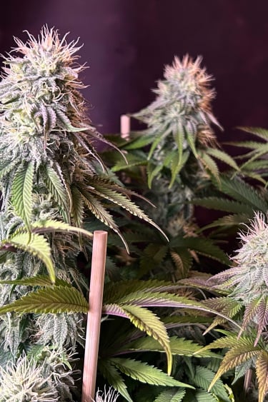 Instagram Orange Sherbet FF