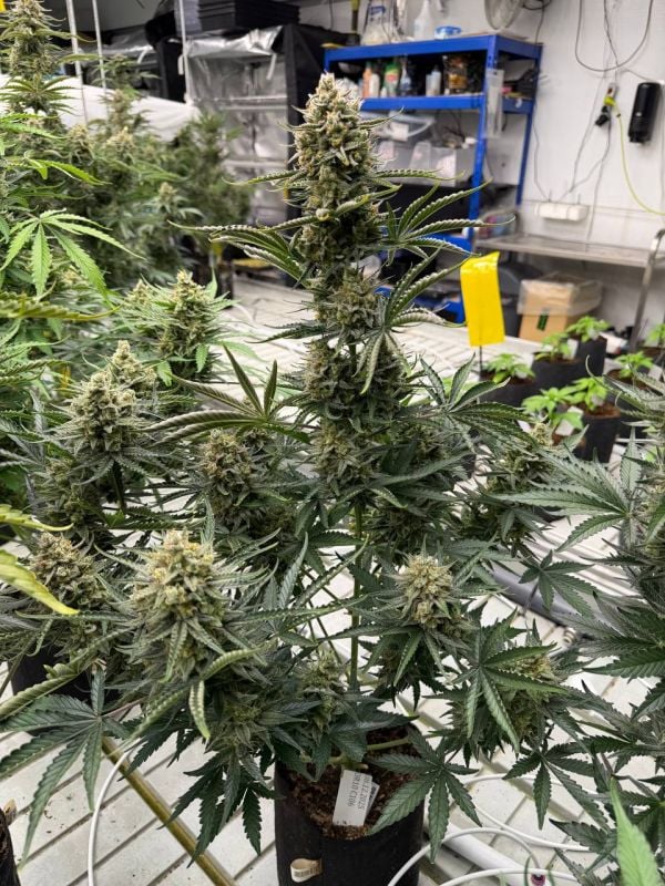 Instagram OG Kush Auto