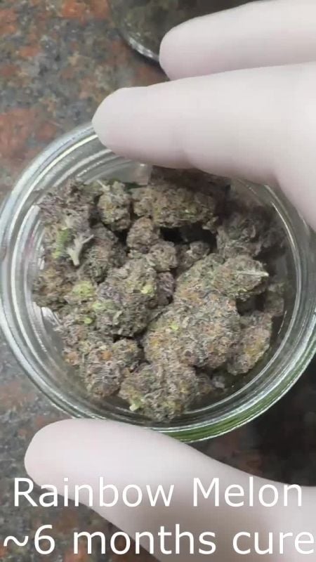 Rainbow Melon @ocecalifornia DIS 