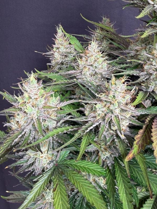 Instagram Trainwreck Auto