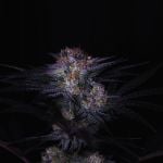 Instagram Mendo Frost Auto™