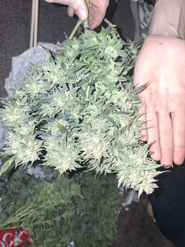 Instagram Orange Sherbet Auto