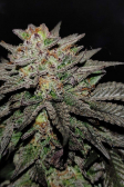 Instagram GG4 Sherbet FF