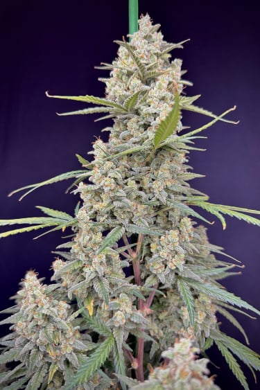 Instagram Mimosa Cake Auto