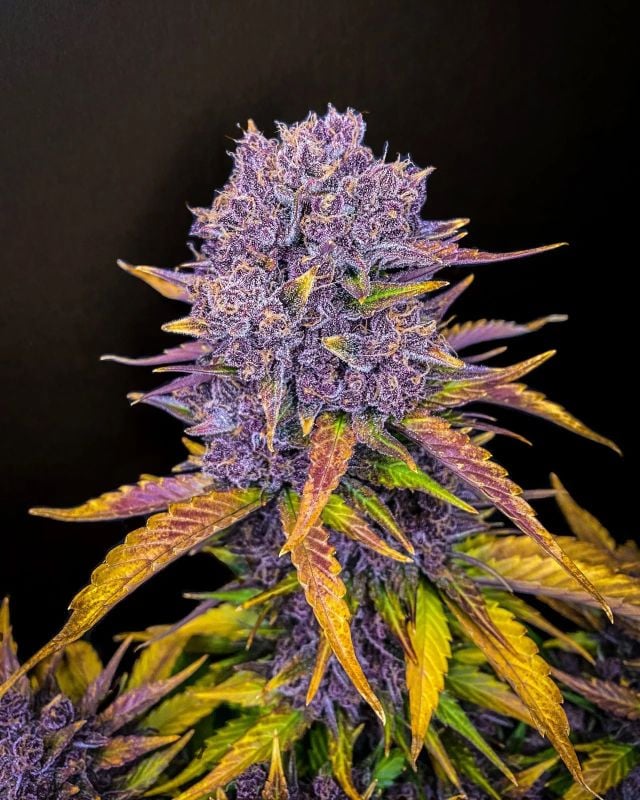 Instagram Purple Trial Pack