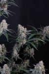 Instagram Guava Sundae Auto™
