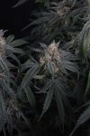 Instagram Garlic Mint Sherbet Auto™