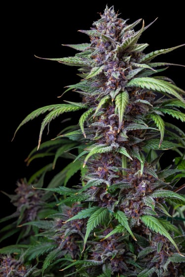 Instagram Purple Lemonade Auto