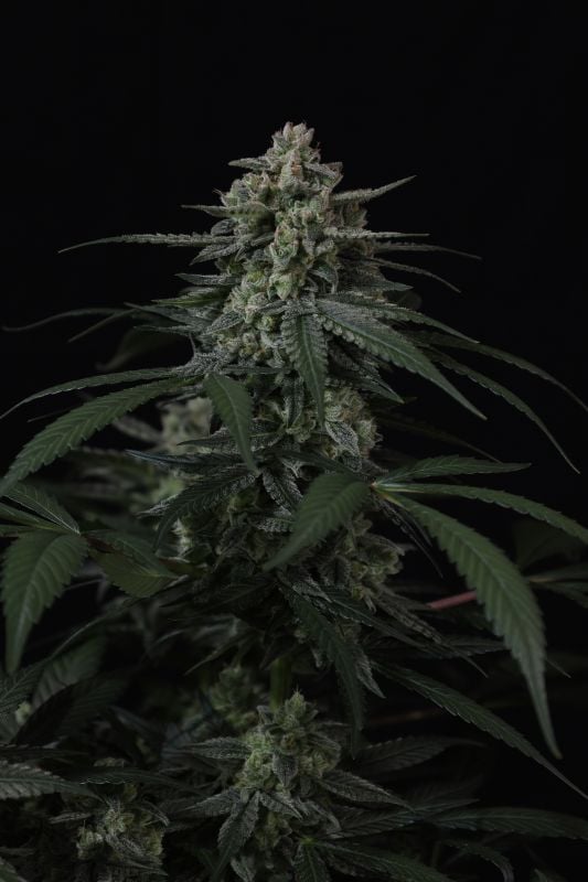 Instagram Banana Frost Auto