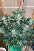 Instagram Cherry Cola Auto