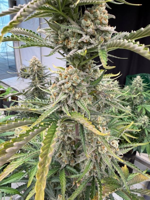 Instagram OG Kush Auto