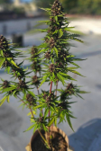 Instagram Banana Purple Punch Auto