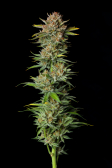 Instagram Tropicana Cookies FF