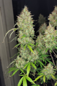 Instagram Pound Cake Auto™