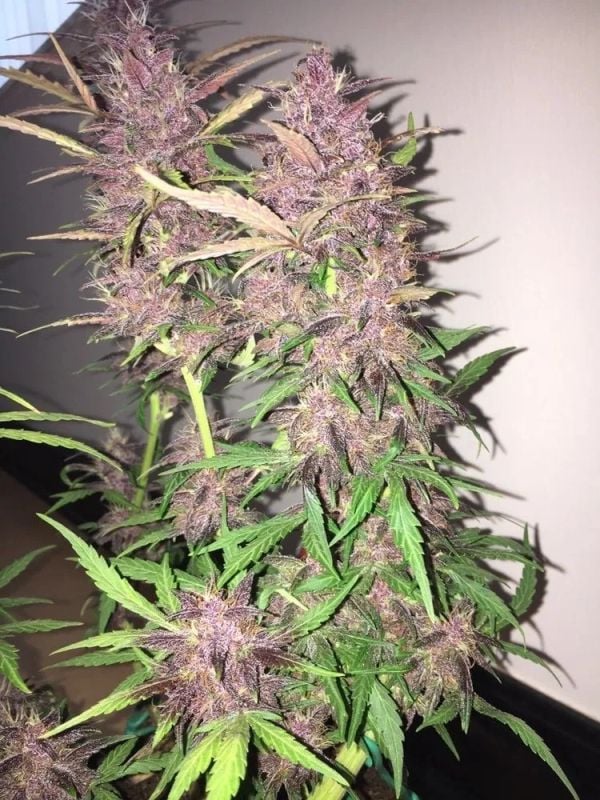 AUTO | LSD-25 Auto