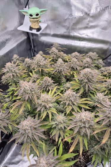 Instagram Gorilla Melon