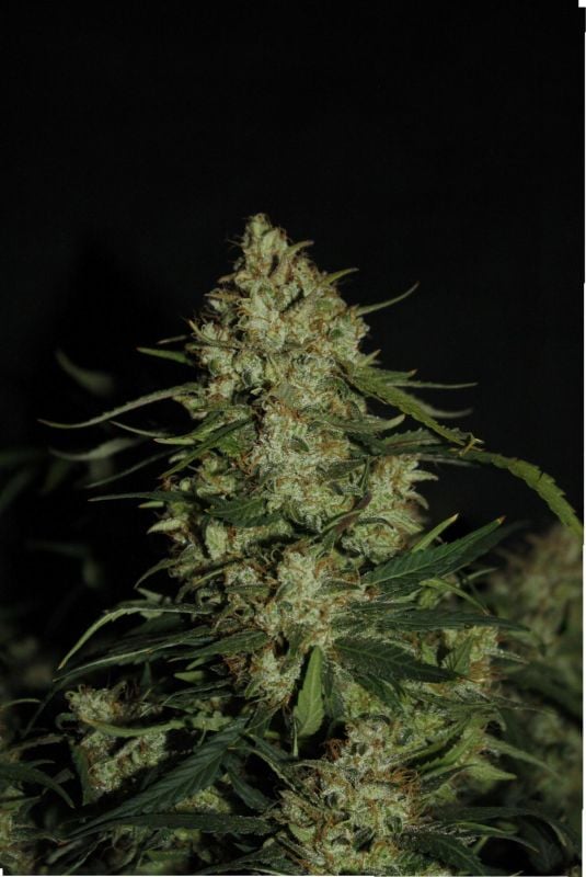 Instagram Super Boof Auto