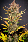 Instagram Banana Purple Punch Auto