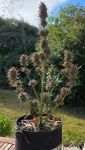Instagram Guava Sundae Auto™